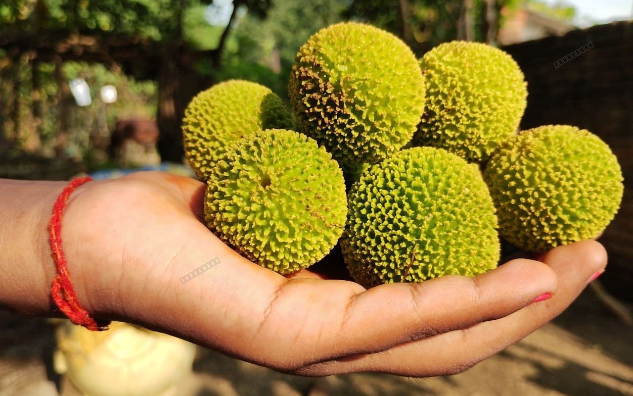 fruits