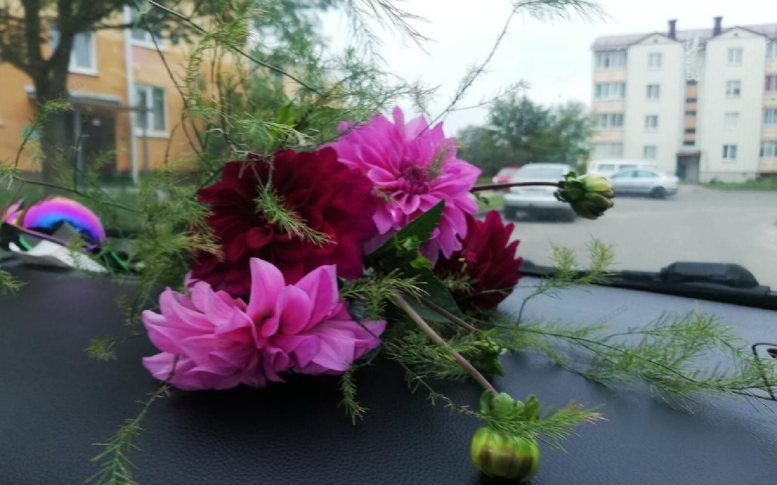 Букет георгинов на капоте авто среди городских домов и припаркованных машин, уютное фото для декора