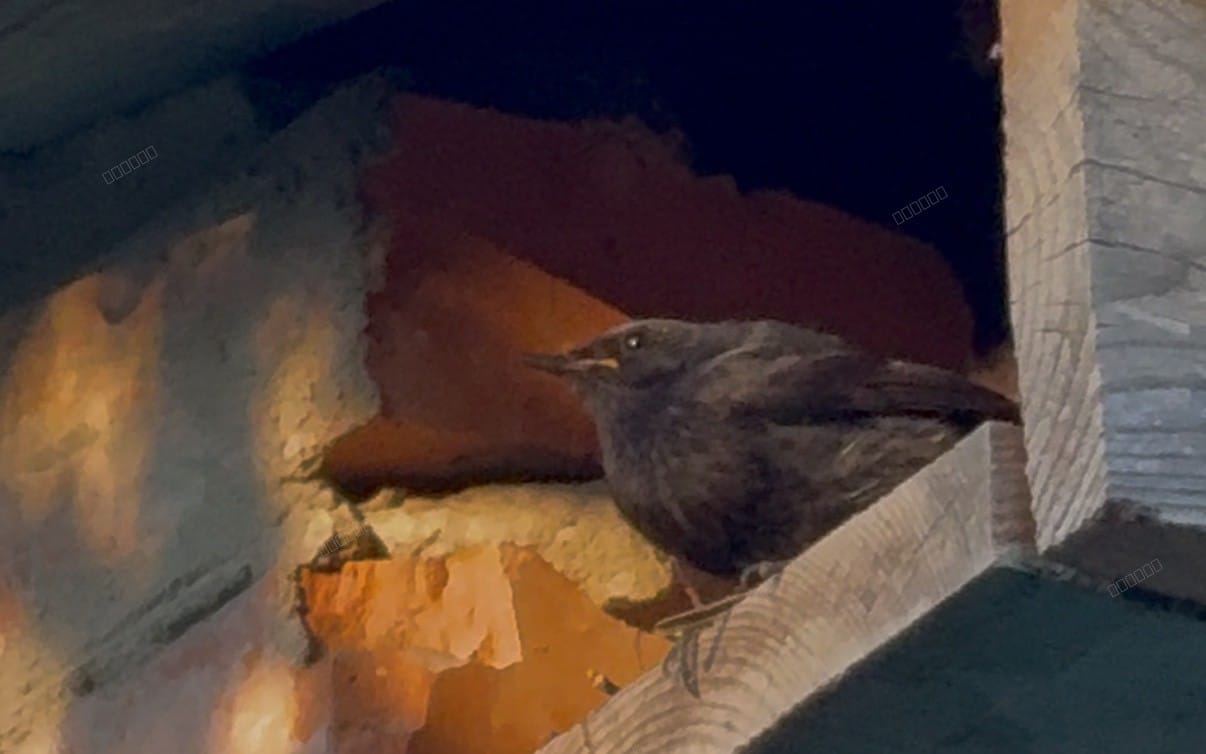 Adult European redstart perched near nest, 4K wildlife footage still