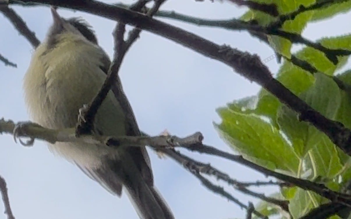 Great tit perched on a branch among green leaves, cover artwork for music track Great Tits Song and Movement