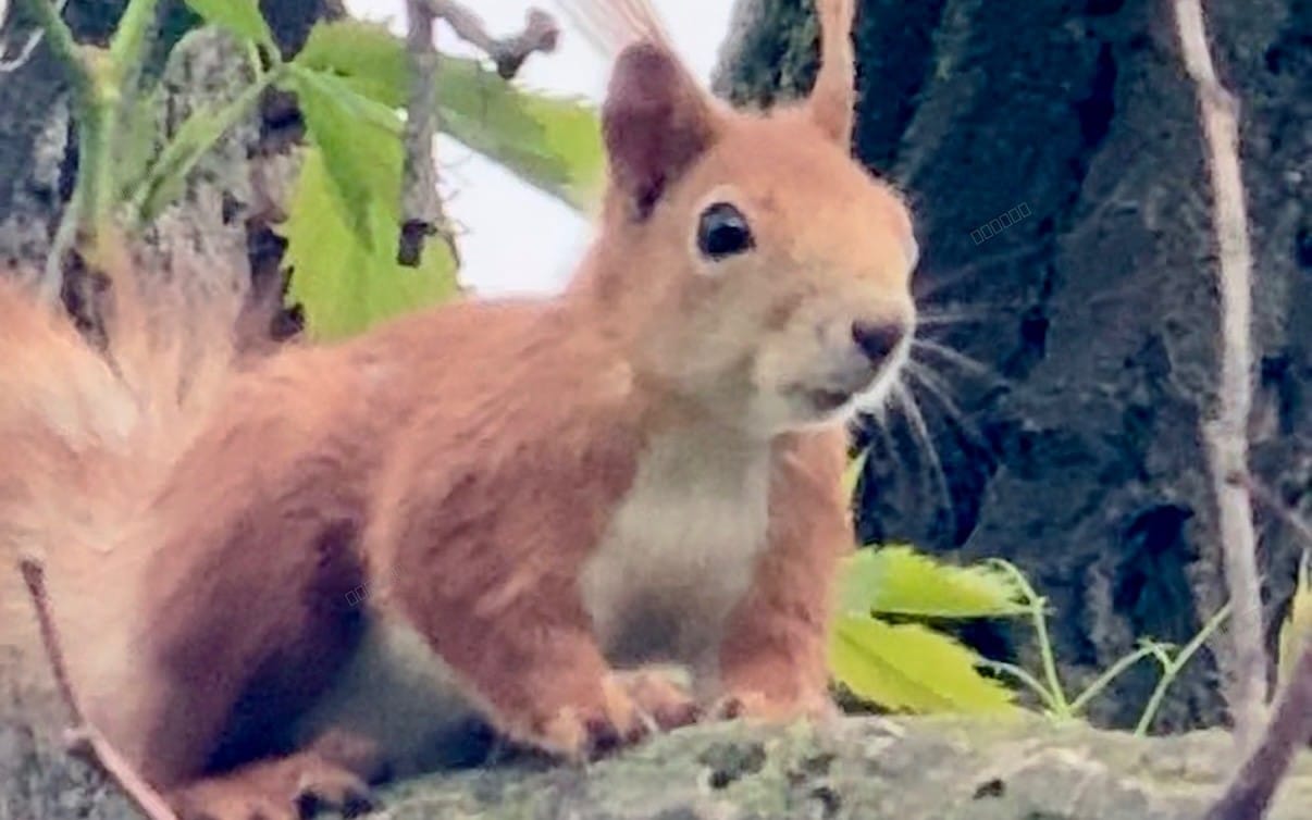 Close-up wild squirrel in a wooded farmyard setting, 4K nature video footage pack preview