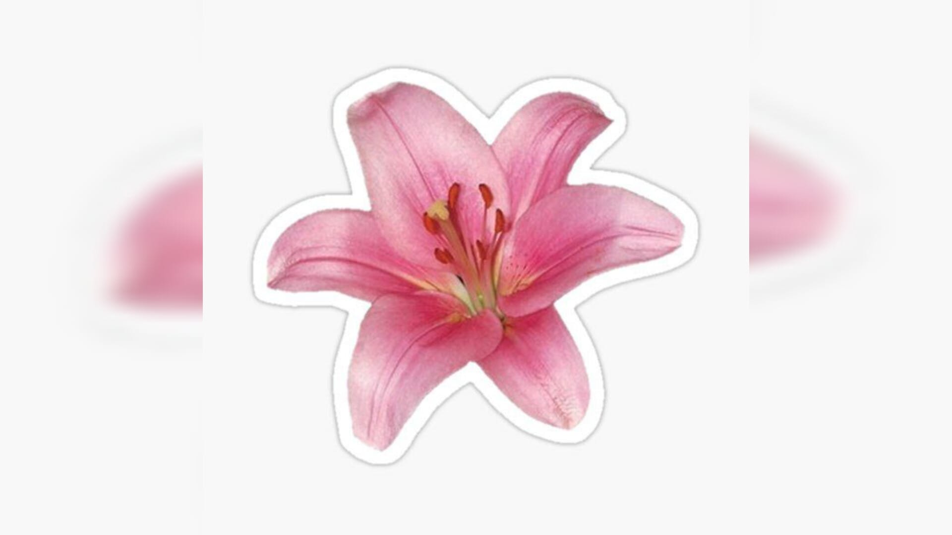 Preview image of Cute Lily Flower PNG