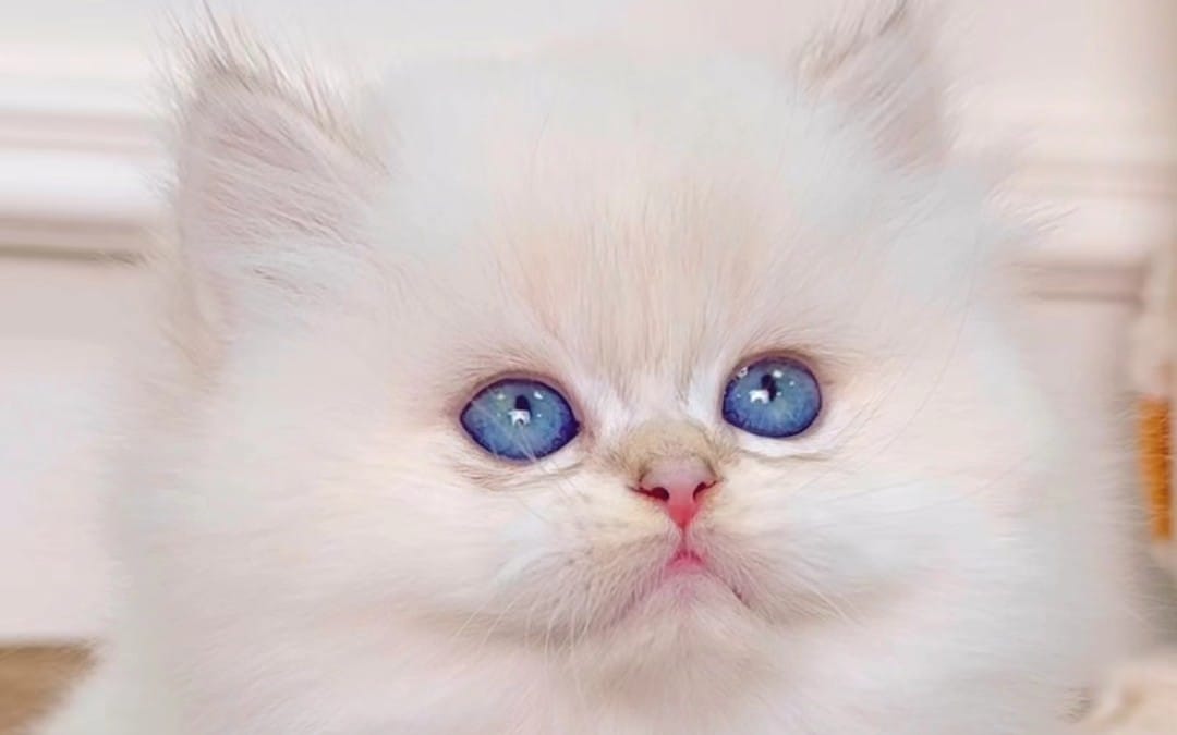 Cute fluffy white kitten with blue eyes, creator support access digital product banner