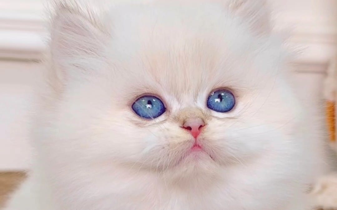 Close-up of a fluffy white kitten’s face with blue eyes, representing creator support access digital product