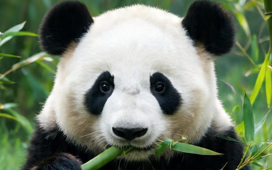 Close-up panda portrait among green bamboo, showcasing an ultimate 4K phone wallpaper pack thumbnail