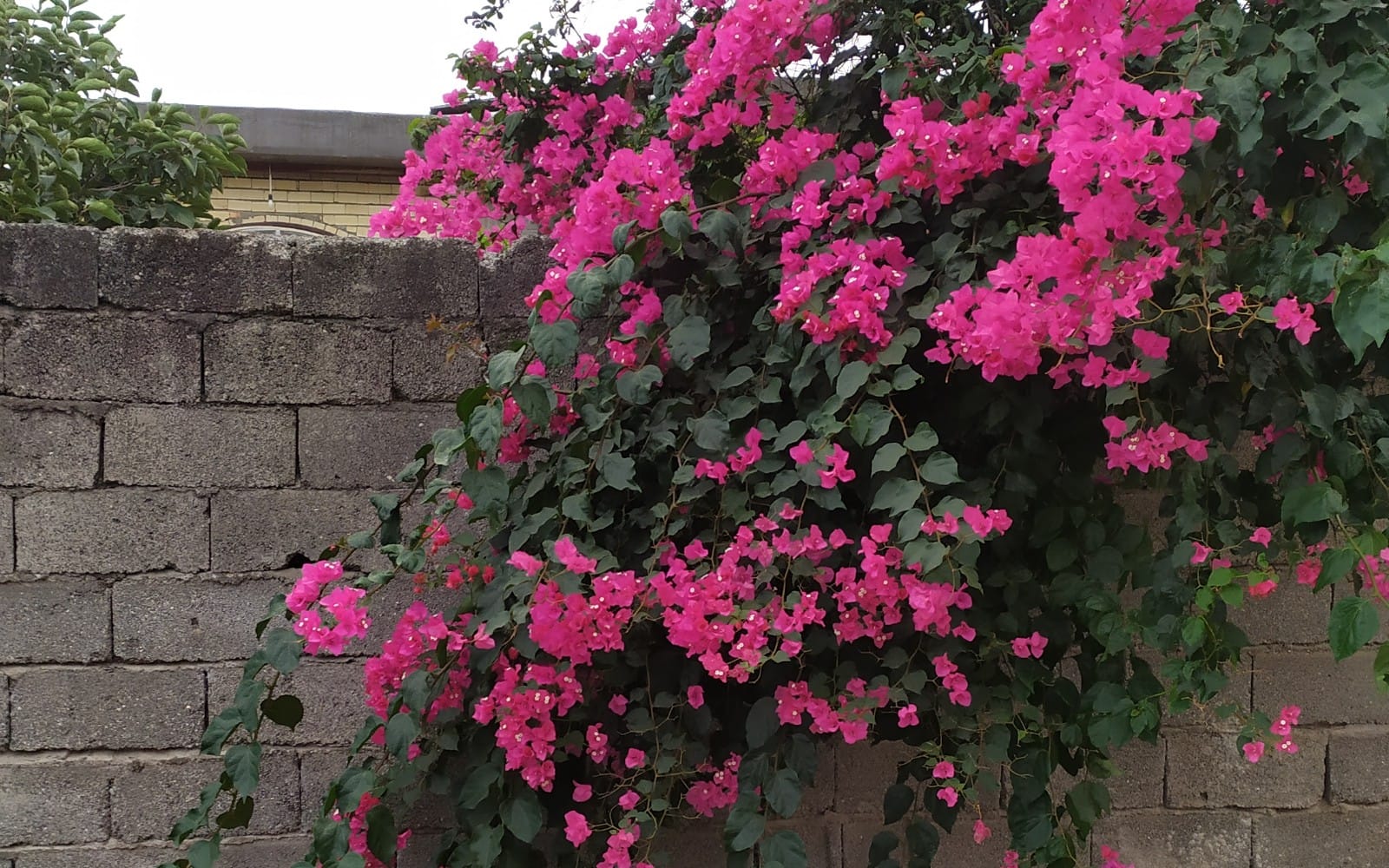 Beauty flower really pic