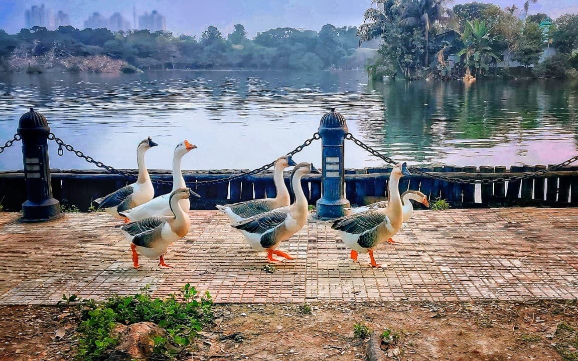 Beautiful wallpaper of duck s