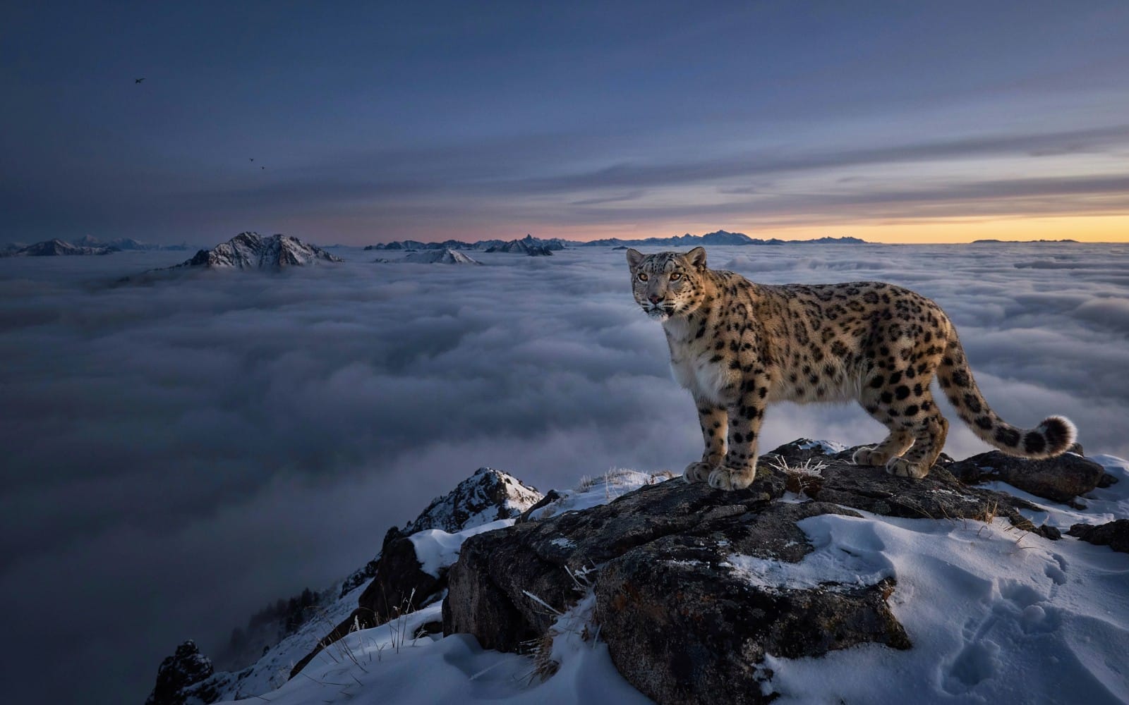 Snow leopard standing on a snowy mountain rock above clouds at dusk, wildlife mountain wallpaper digital artwork