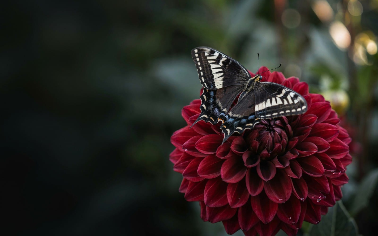 Crimson butterfly perched on a red flower with blurred garden background, digital nature wallpaper artwork