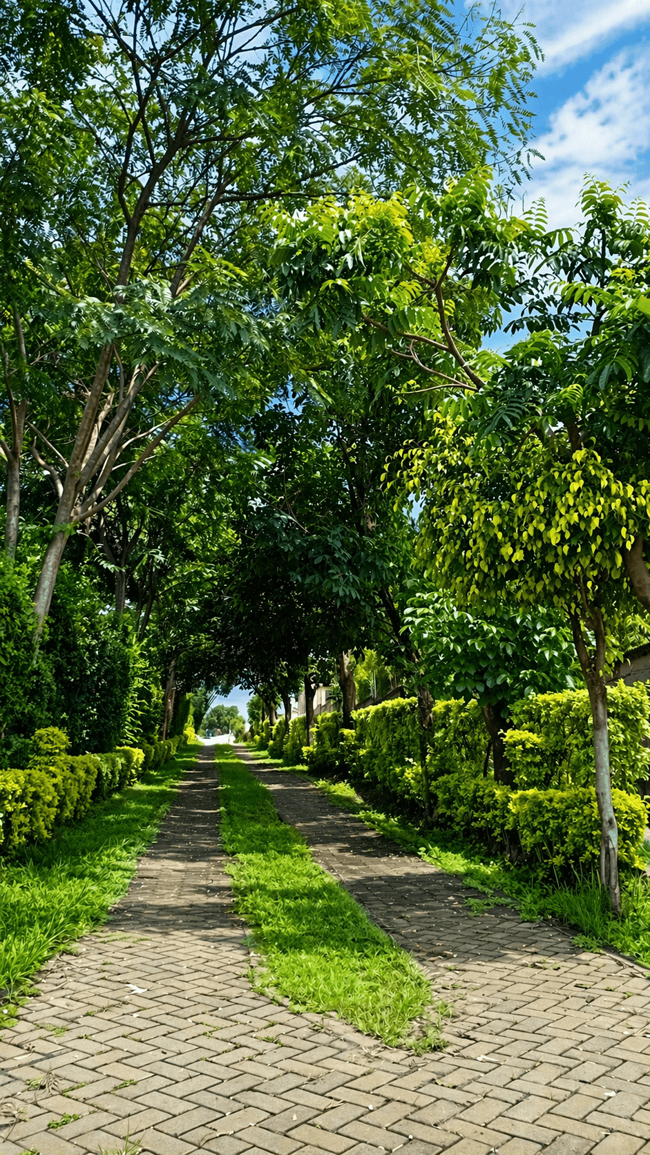 Serene garden path under leafy canopy