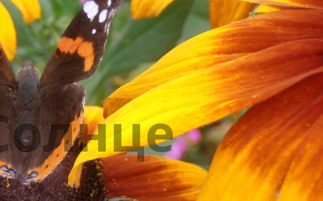 Macro nature photo of a butterfly perched on yellow-orange flowers with blurred green background