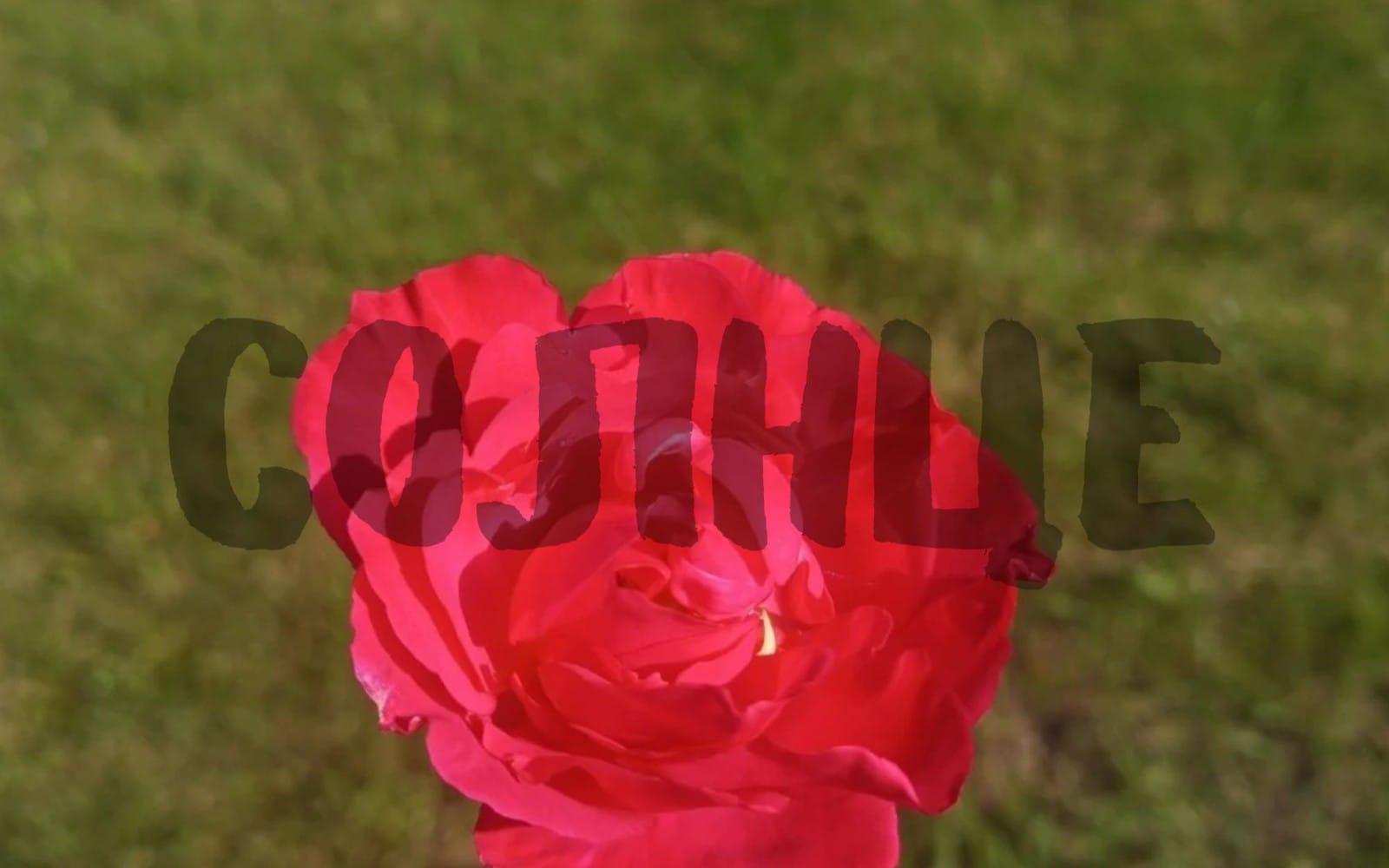 Bright red rose close-up outdoors, with bold text overlay on the background for a digital poster design
