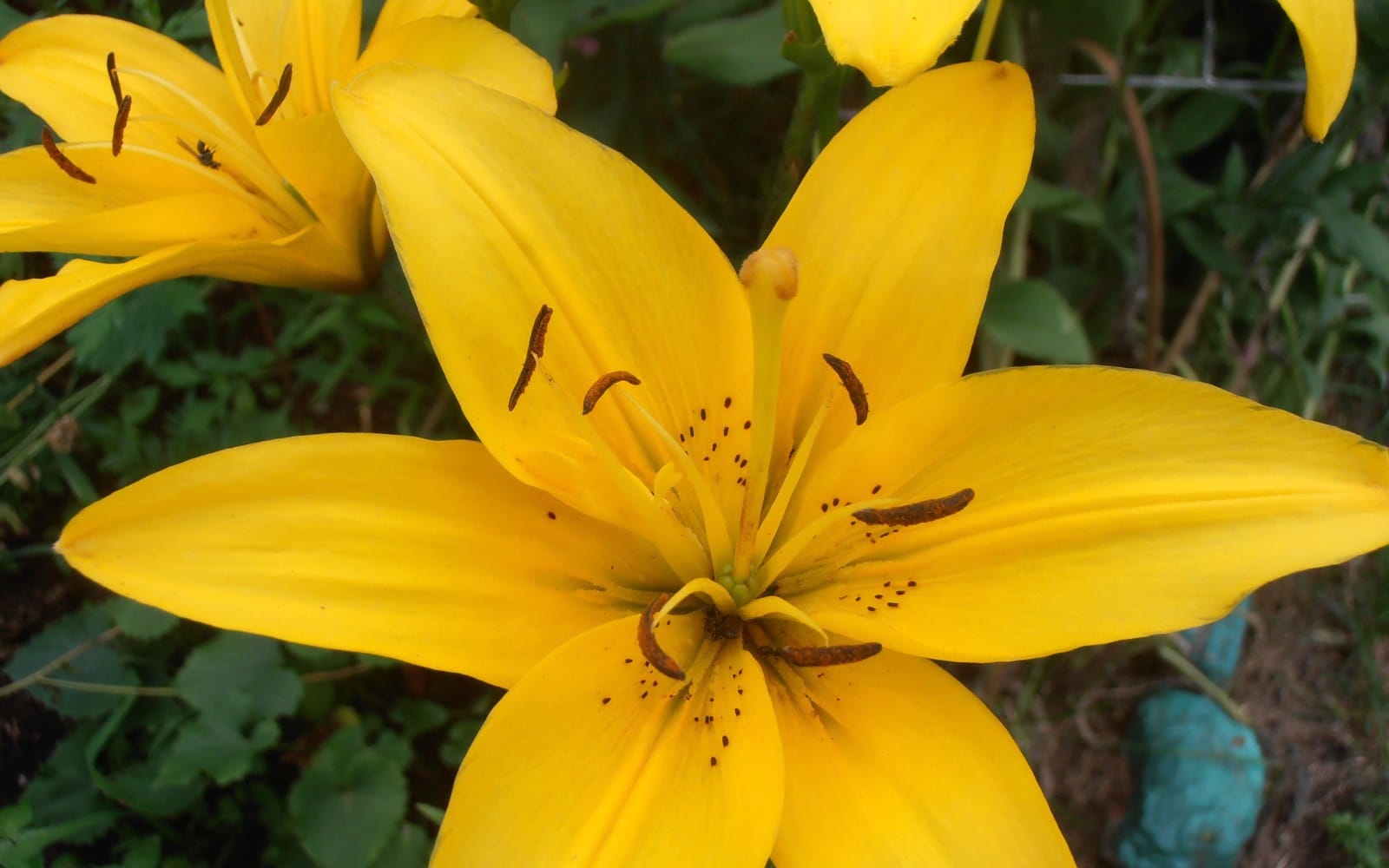 Yellow Lily Close-Up — Bright Summer Macro Photo