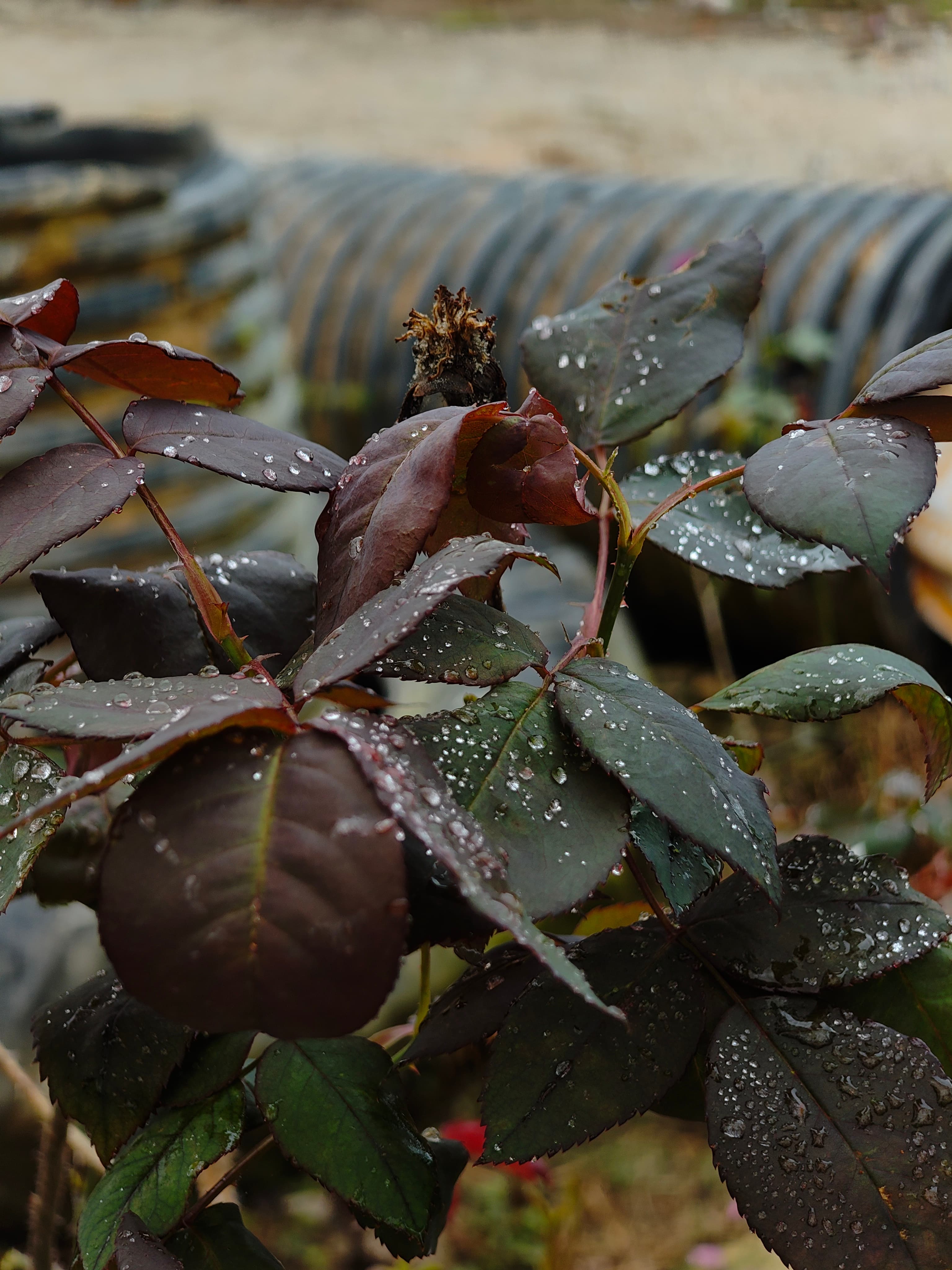 Nimgrapher store banner