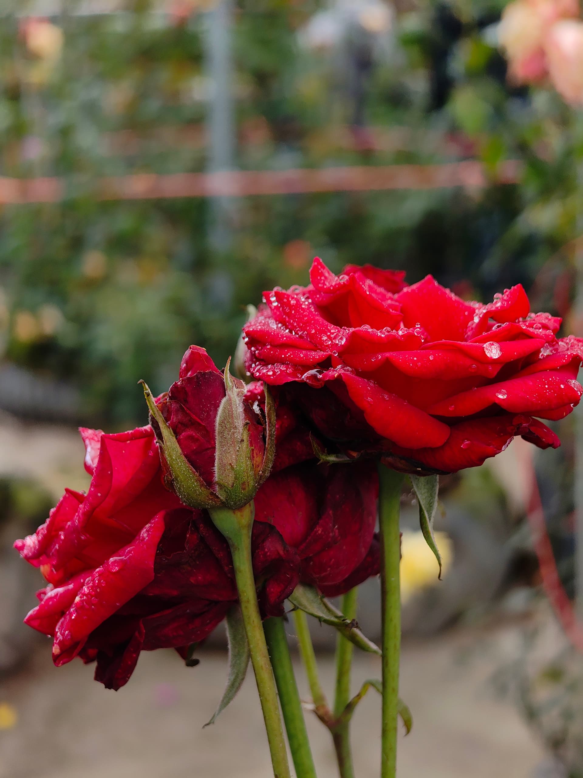 Red Rose