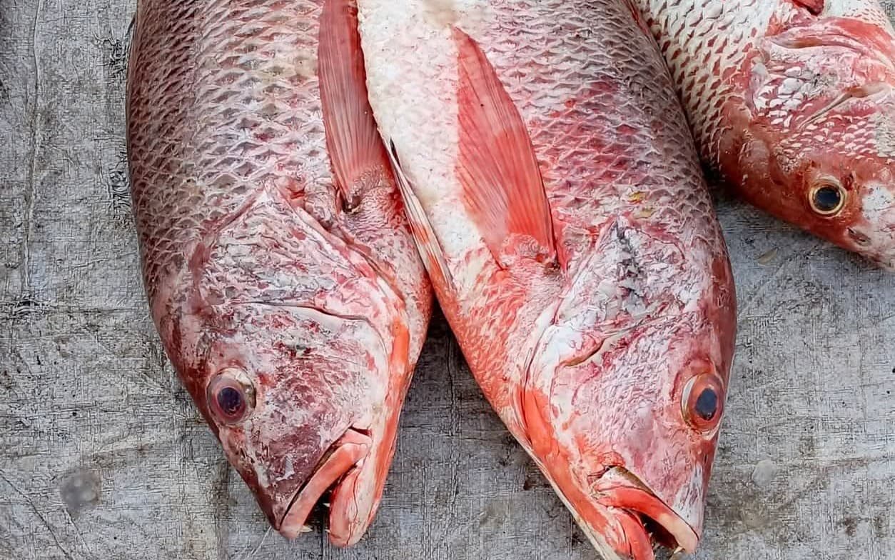 Fish 🐠