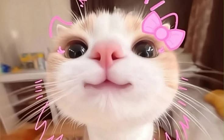 Cute Cat