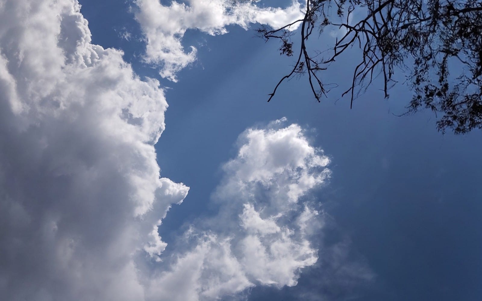 Nature sky background with fluffy white clouds and silhouetted tree branches, digital portrait design