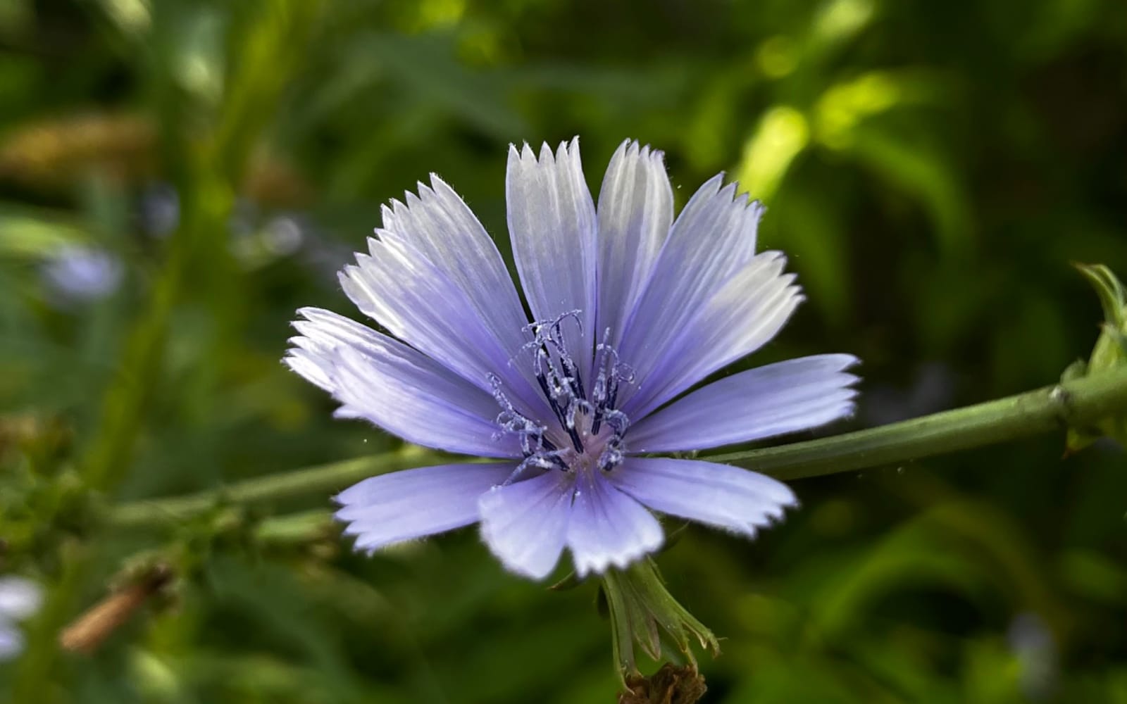Violet lace-themed flower close-up with delicate light purple petals in a blurred green outdoor background