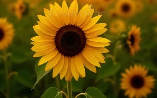 Sun flower wallpaper