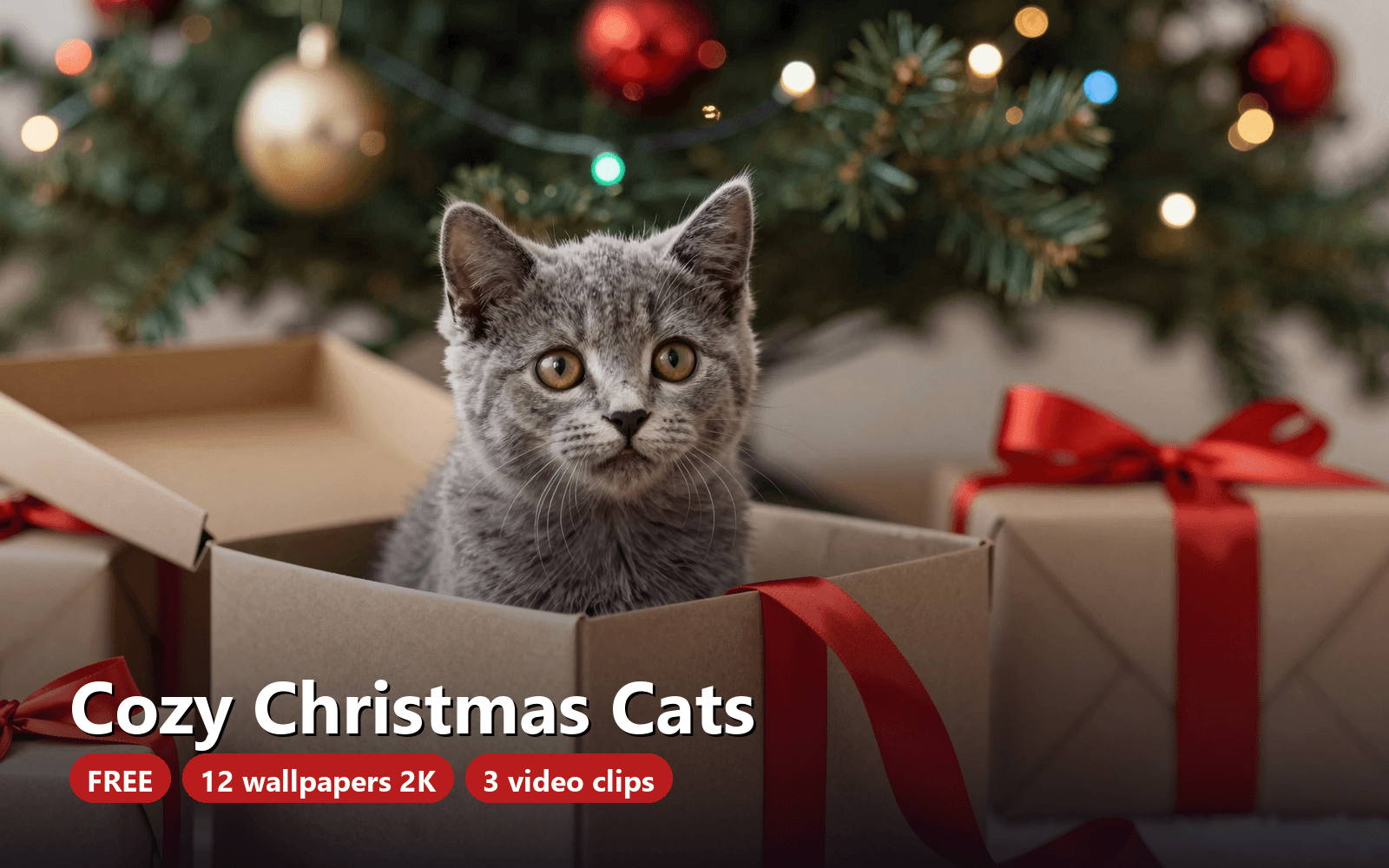 Free Cozy Christmas Cats Aesthetic Wallpapers for Phone & Desktop