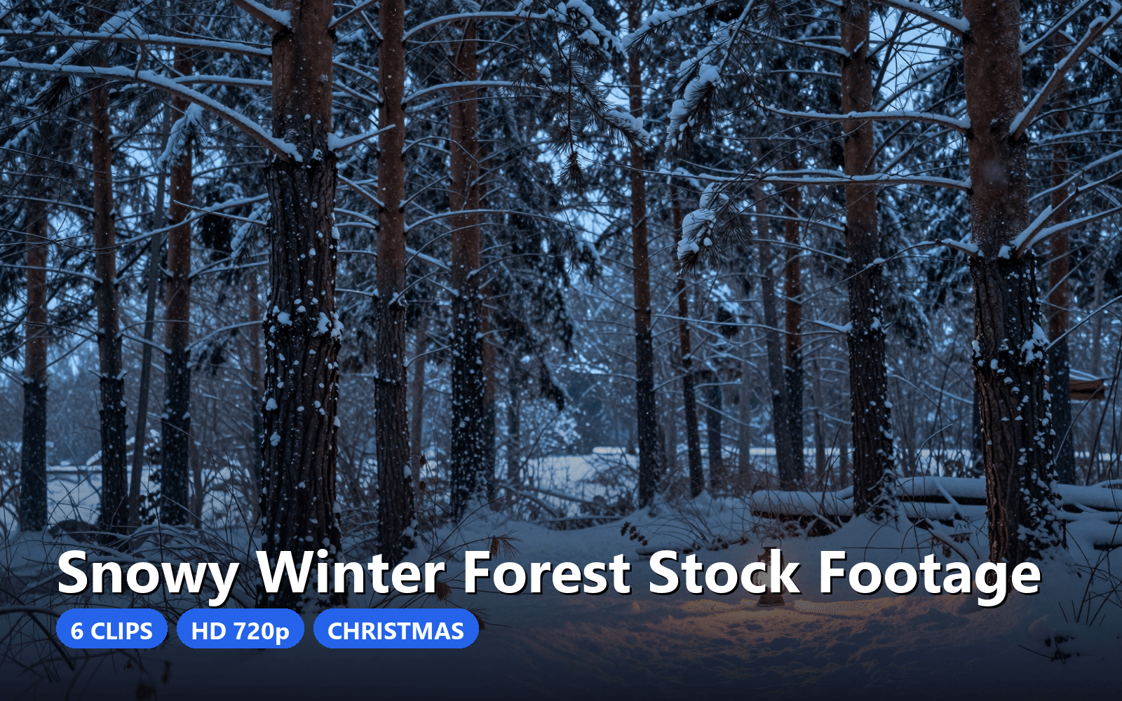 Snowy Winter Forest Stock Footage