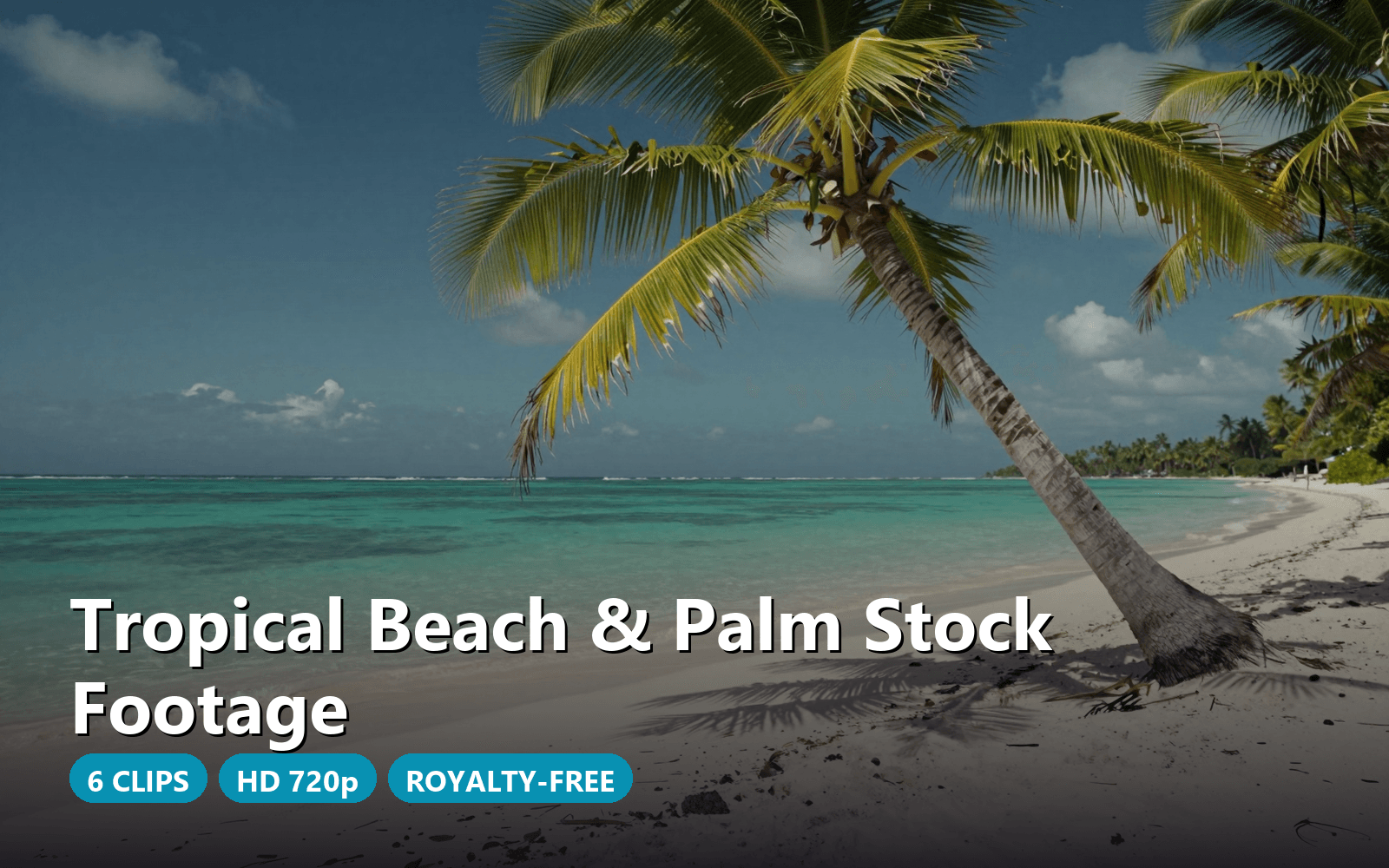 Tropical Beach & Palm Stock Footage
