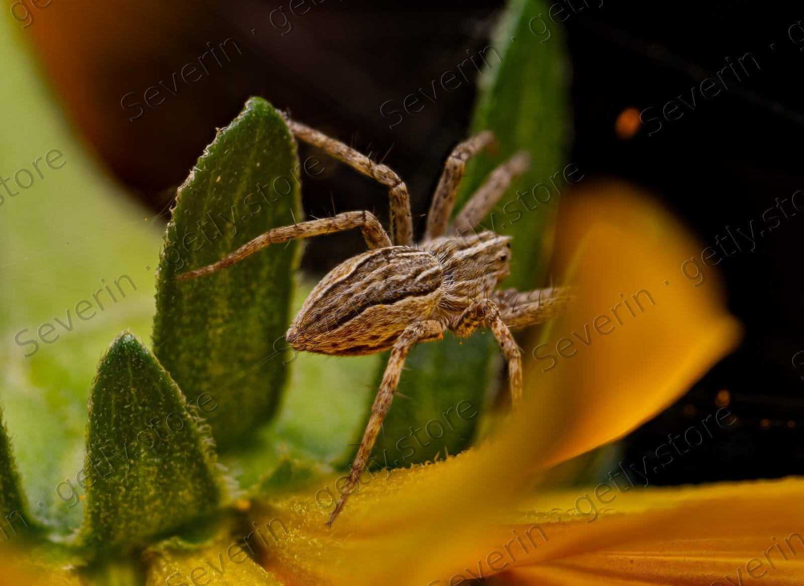 Brown spider between a yellow petal and green leaf