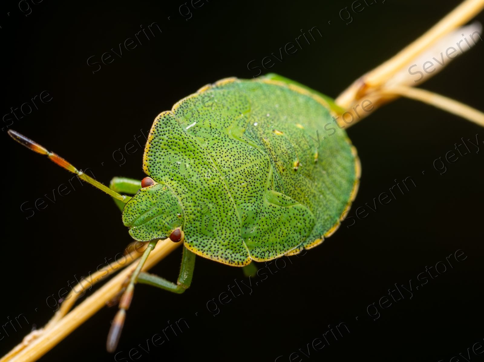 Green shield bug nymph on a dry twig