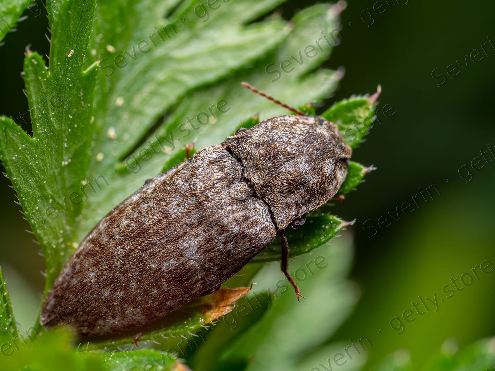 Brown click beetle on a serrated green leaf