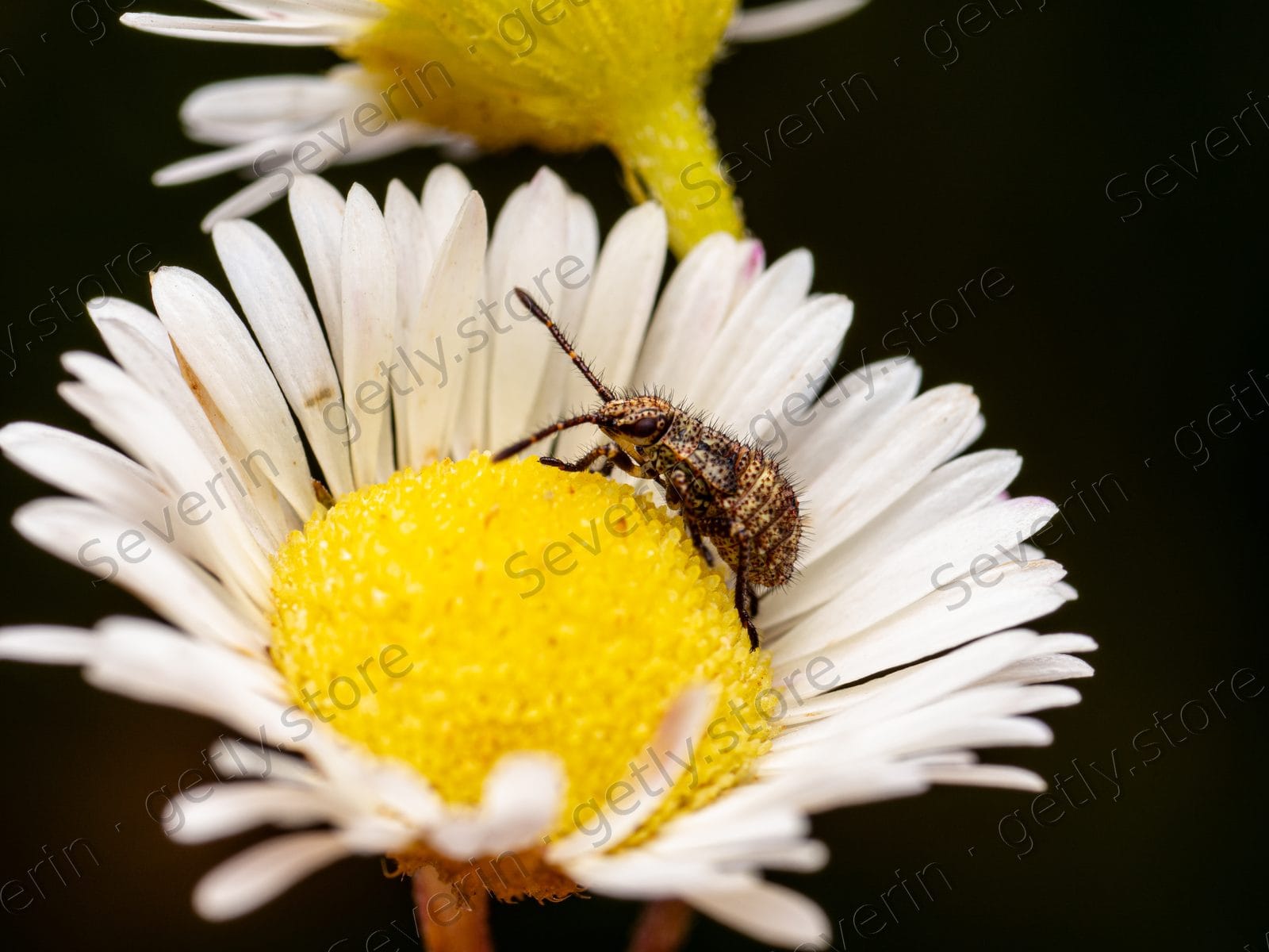 Small beetle on the yellow center of a daisy
