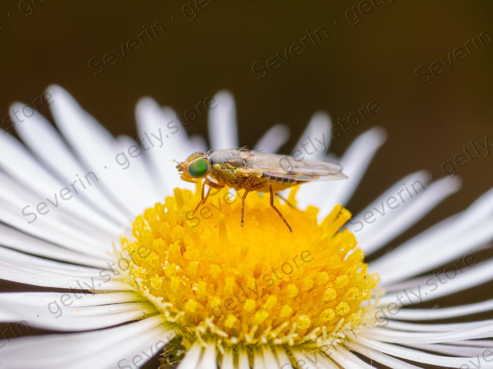 Tiny fly on the yellow center of a daisy