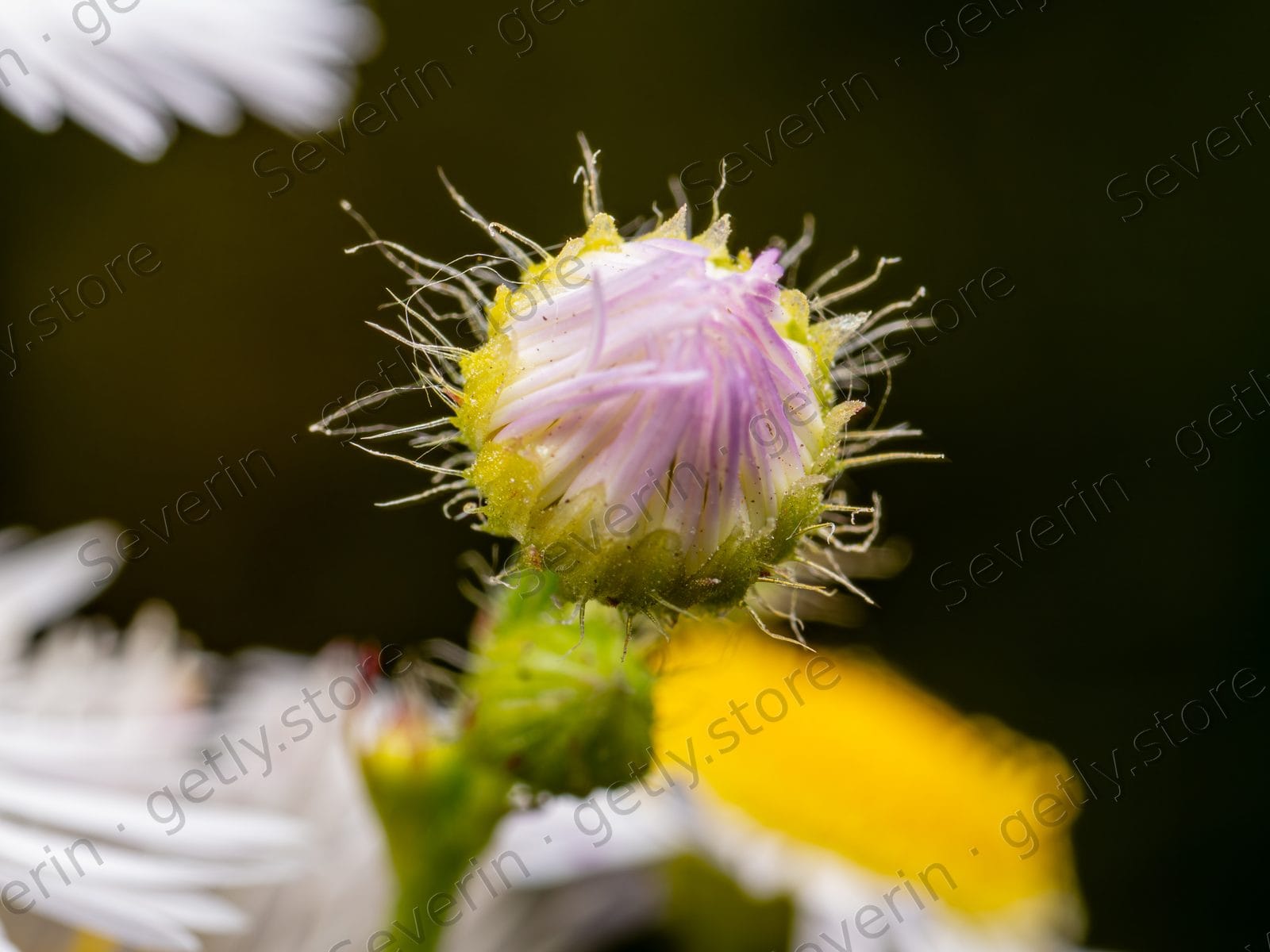 Unopened pink-purple flower bud in macro