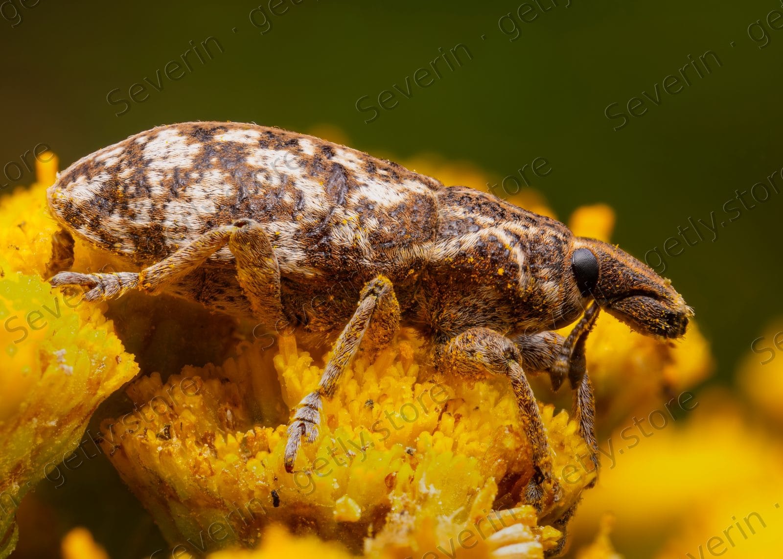 Mottled weevil feeding on yellow flower buds