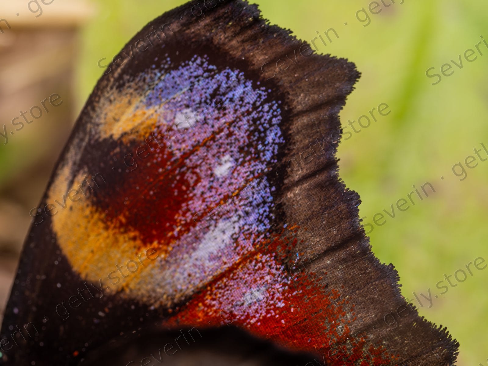 Peacock butterfly wing eyespot in extreme macro
