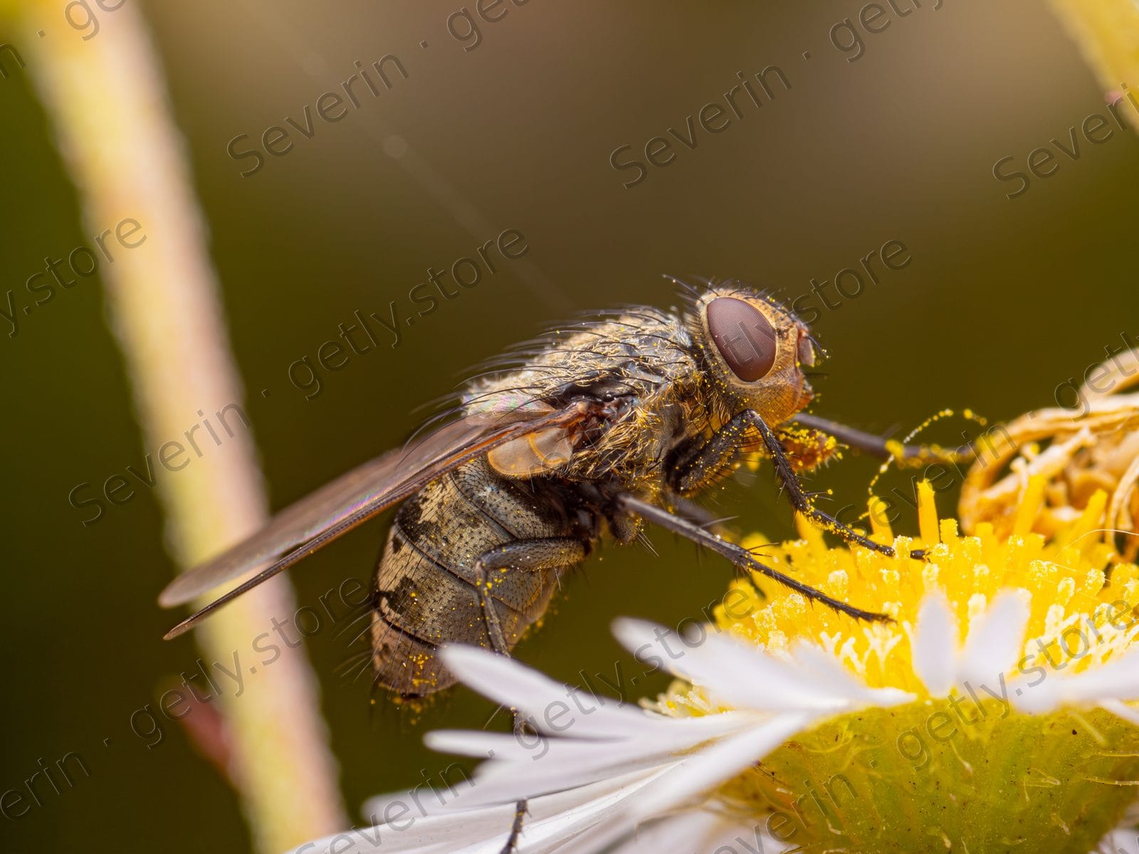 Fly on the yellow disk of a white daisy