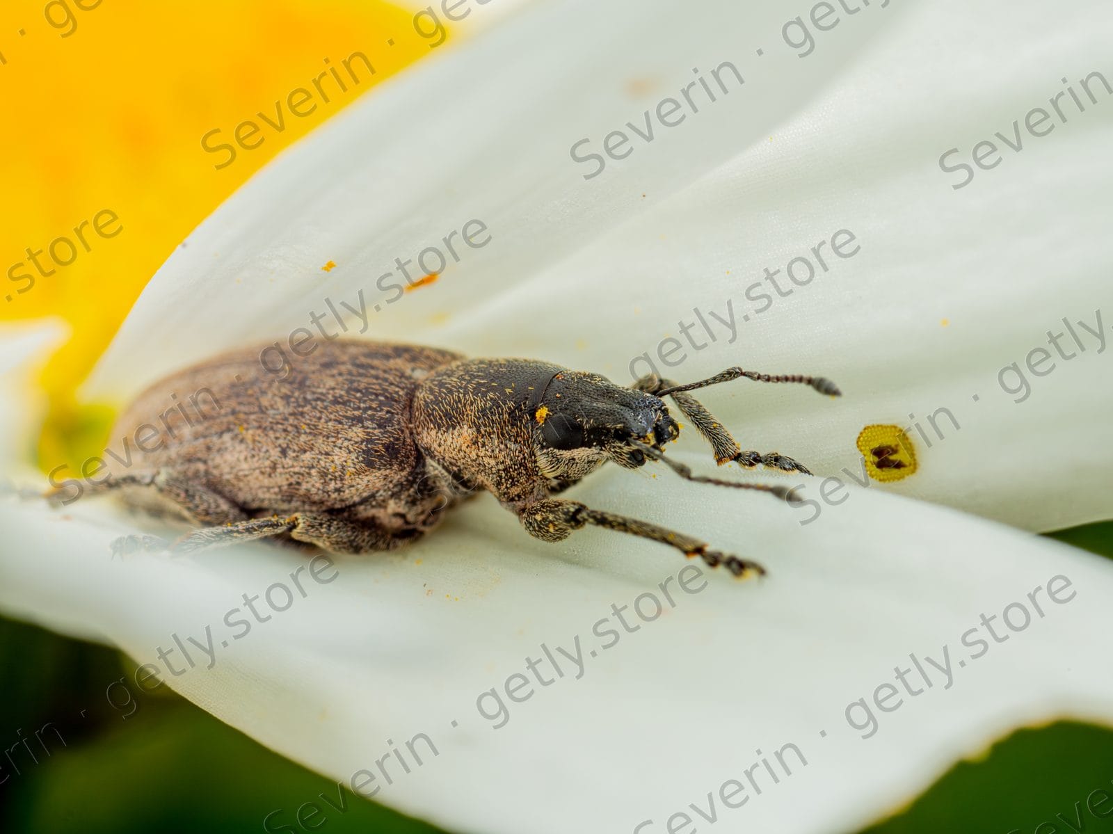 Brown weevil on a white flower petal