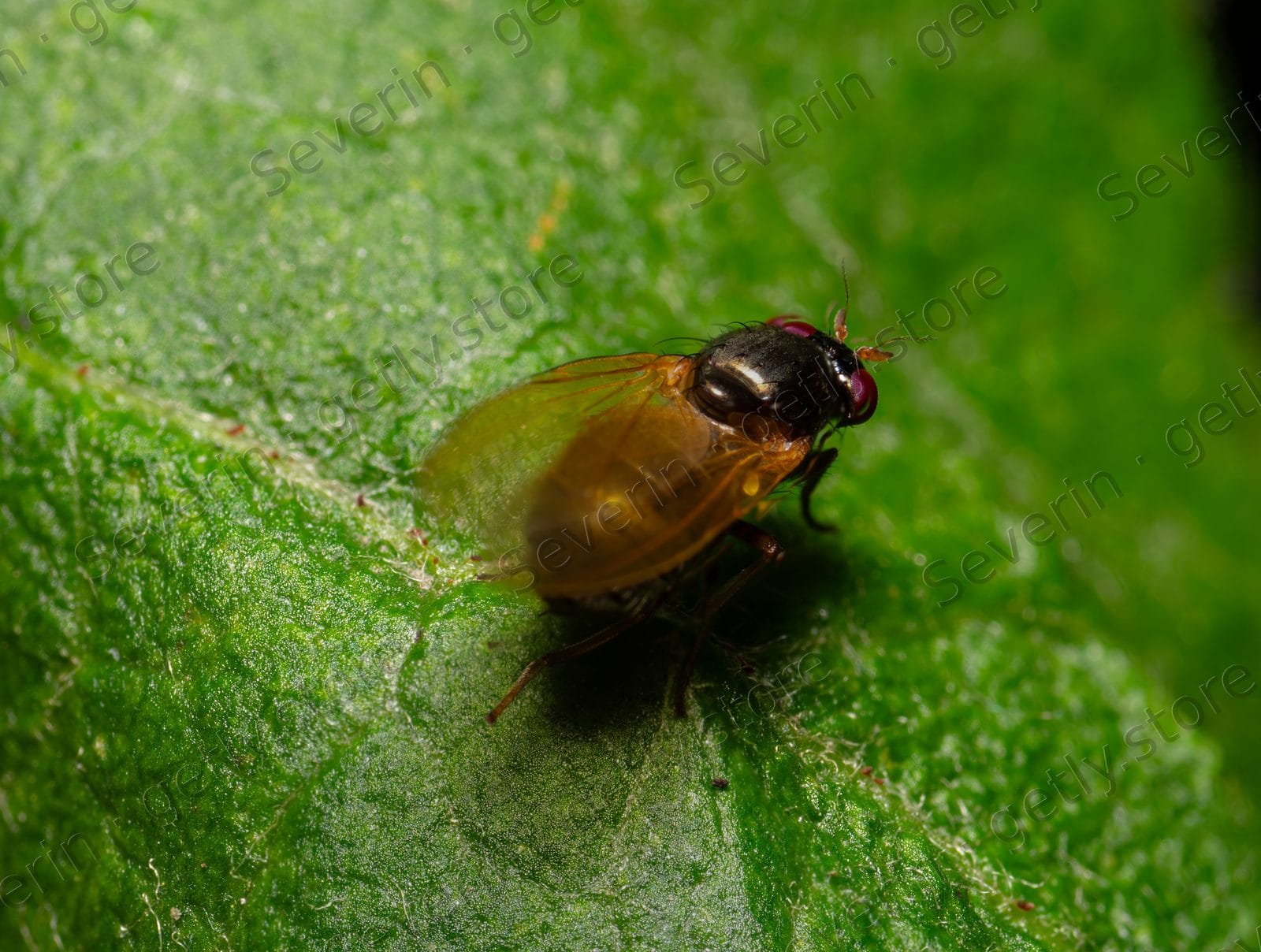 Small amber-bodied fly on a green leaf
