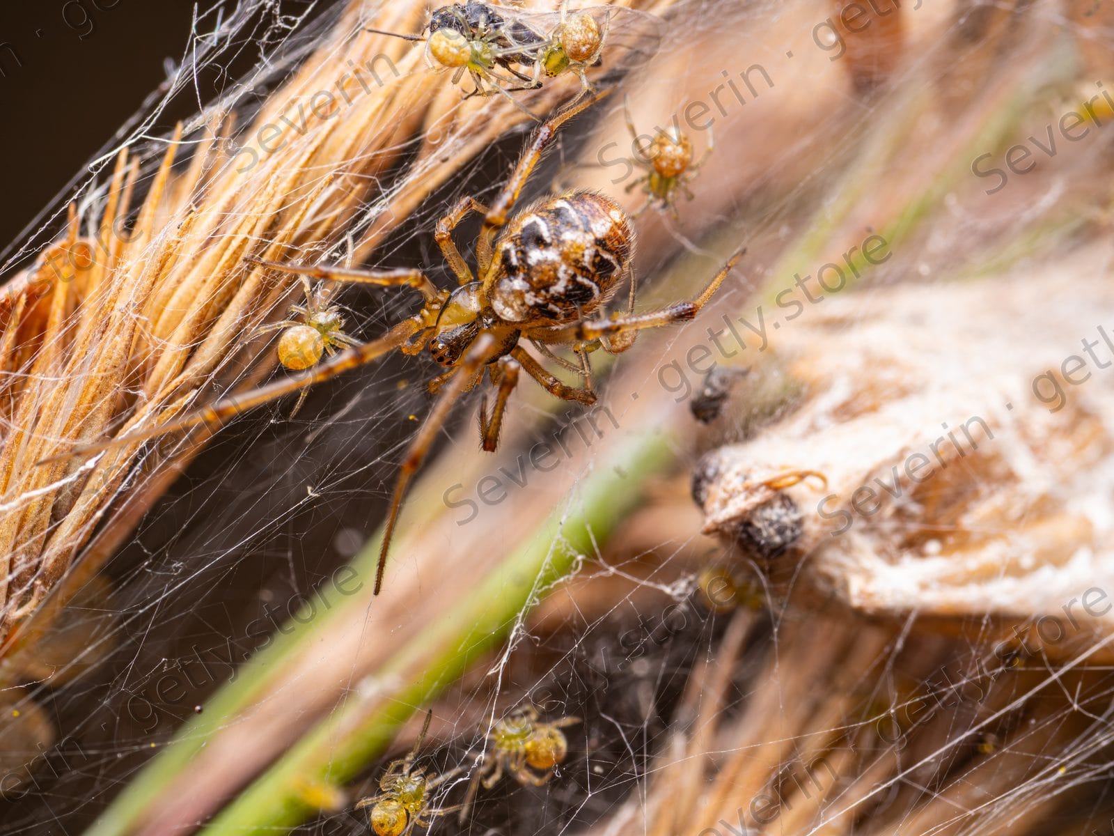 Small brown spider in a web among dry plants