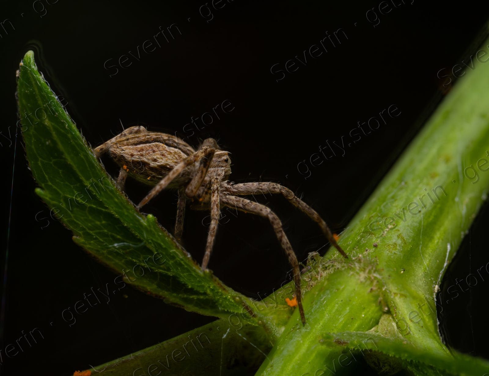 Slender brown spider clinging to a green stem