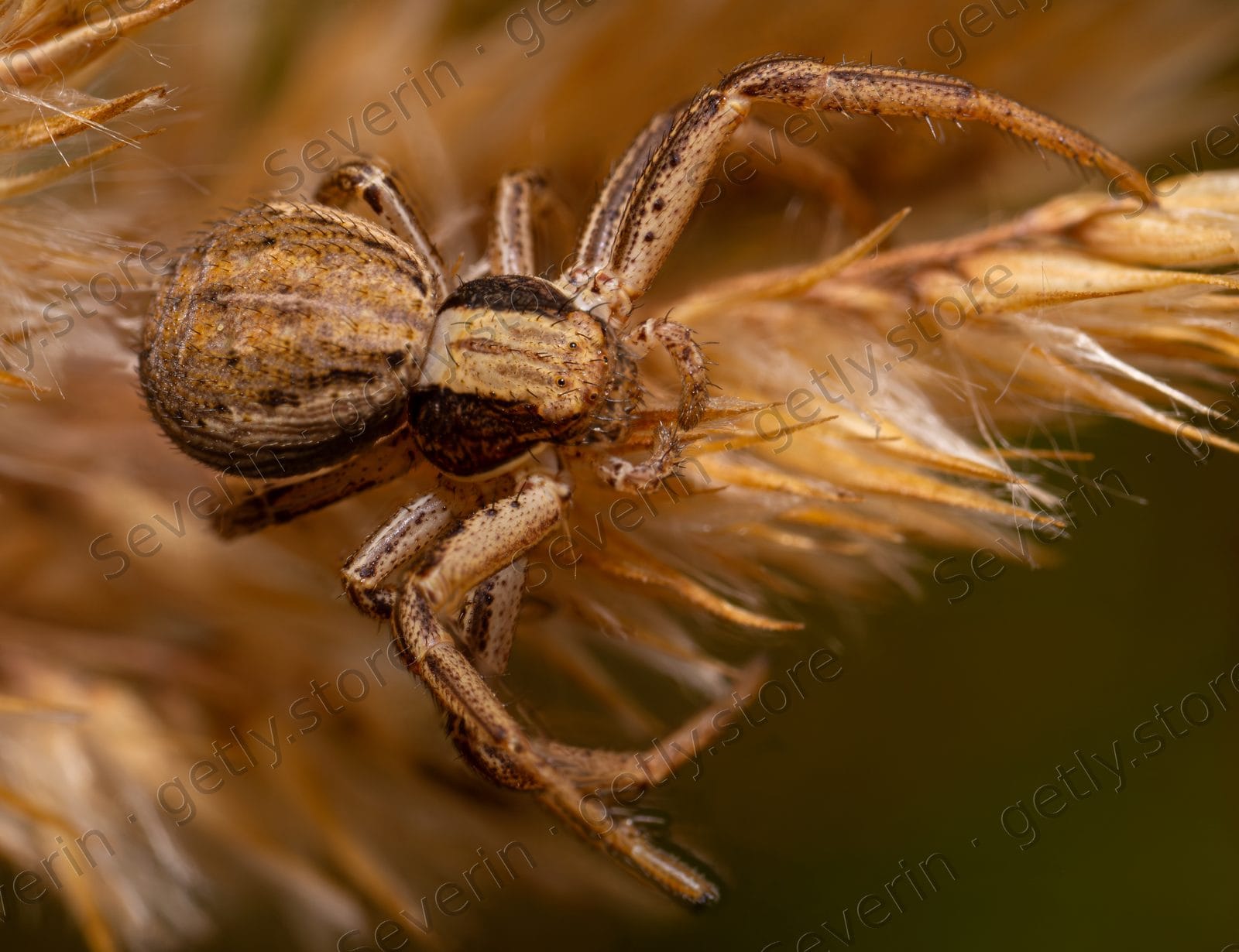 Camouflaged brown spider on a dried flower head
