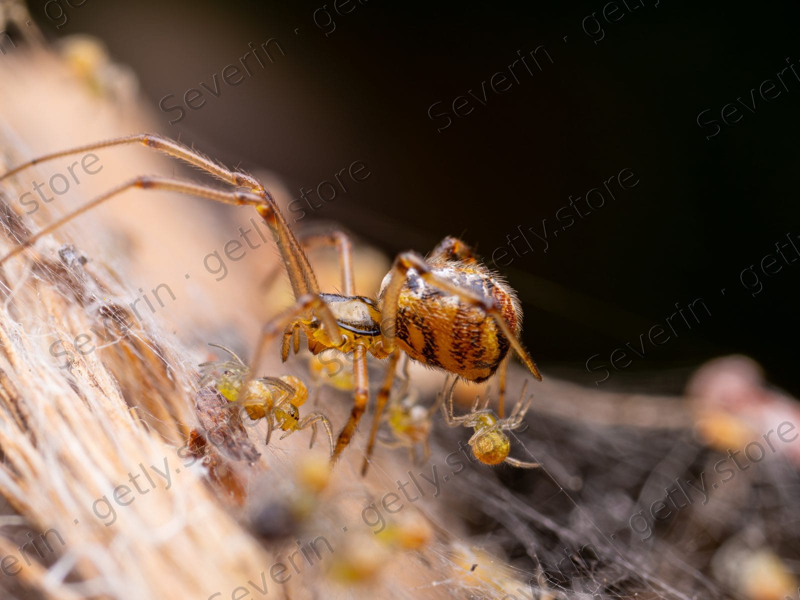 Brown spider tending silk among dry fibers