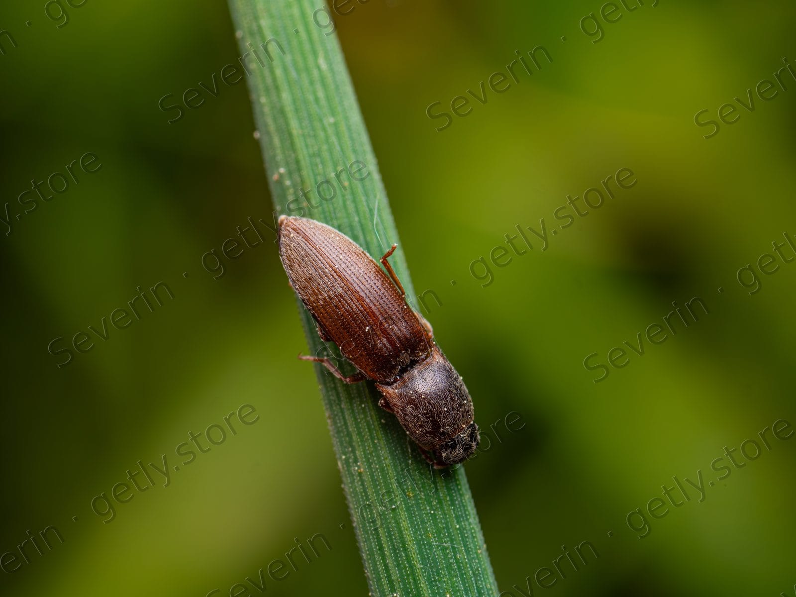 Slender brown beetle climbing a grass blade
