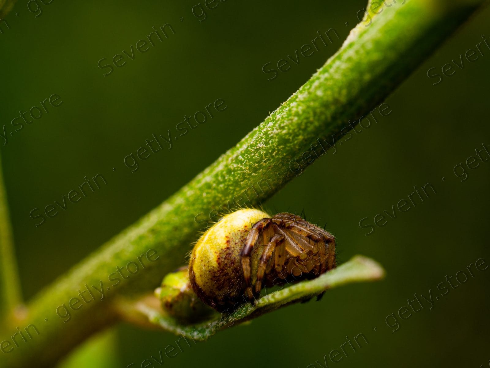 Greenish spider clinging to a plant stem