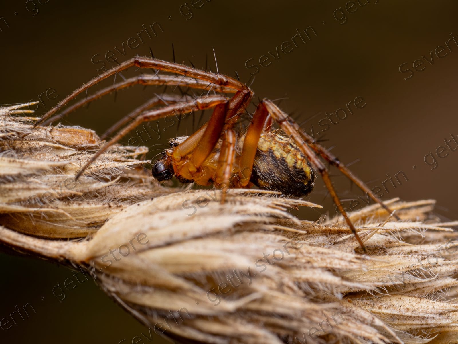 Brown spider on a dried grass seed head