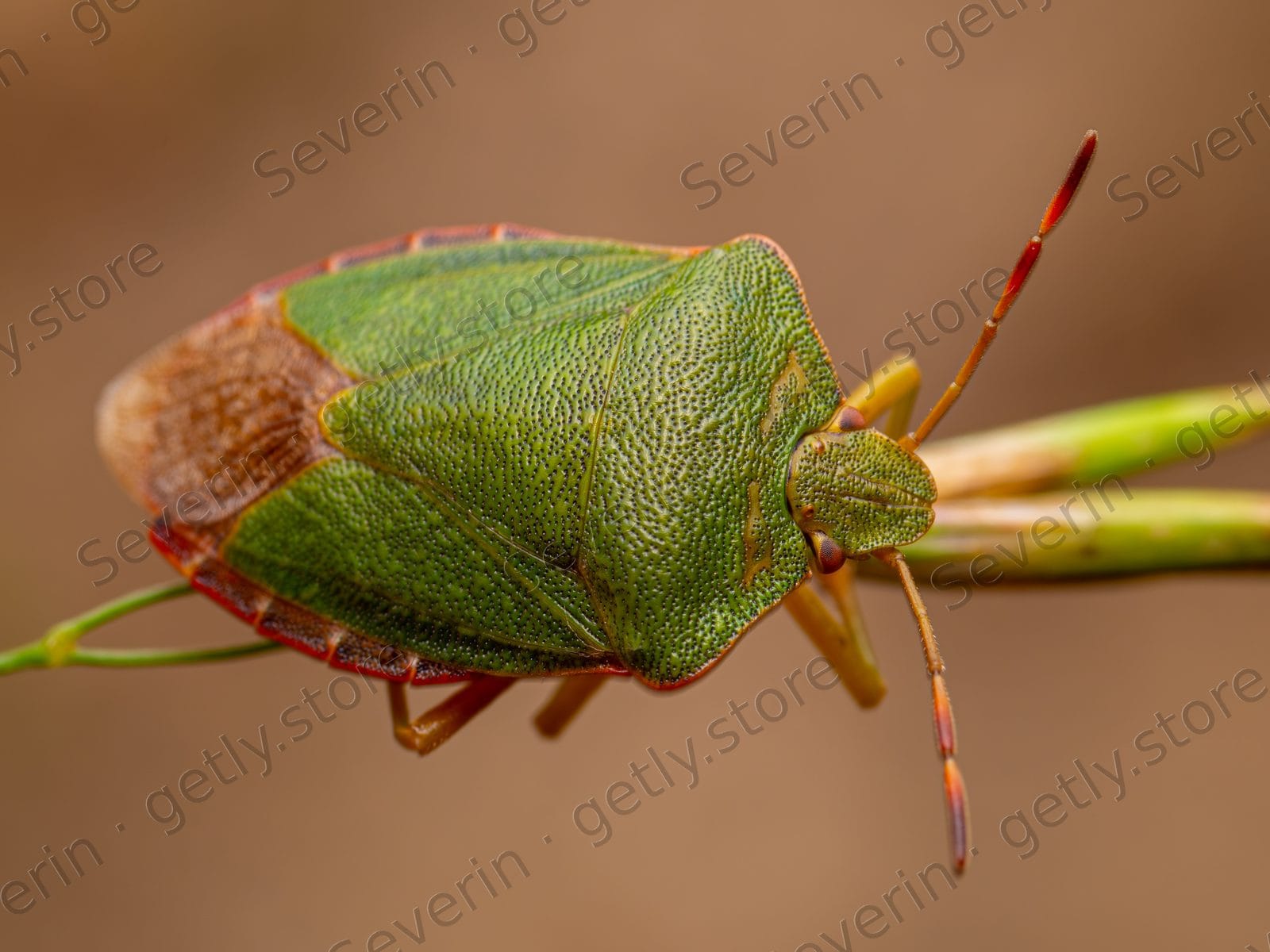 Green shield bug perched on a thin twig
