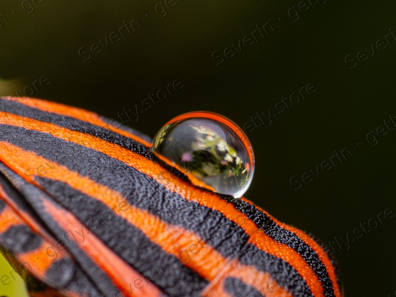 Dewdrop on the back of a striped shield bug