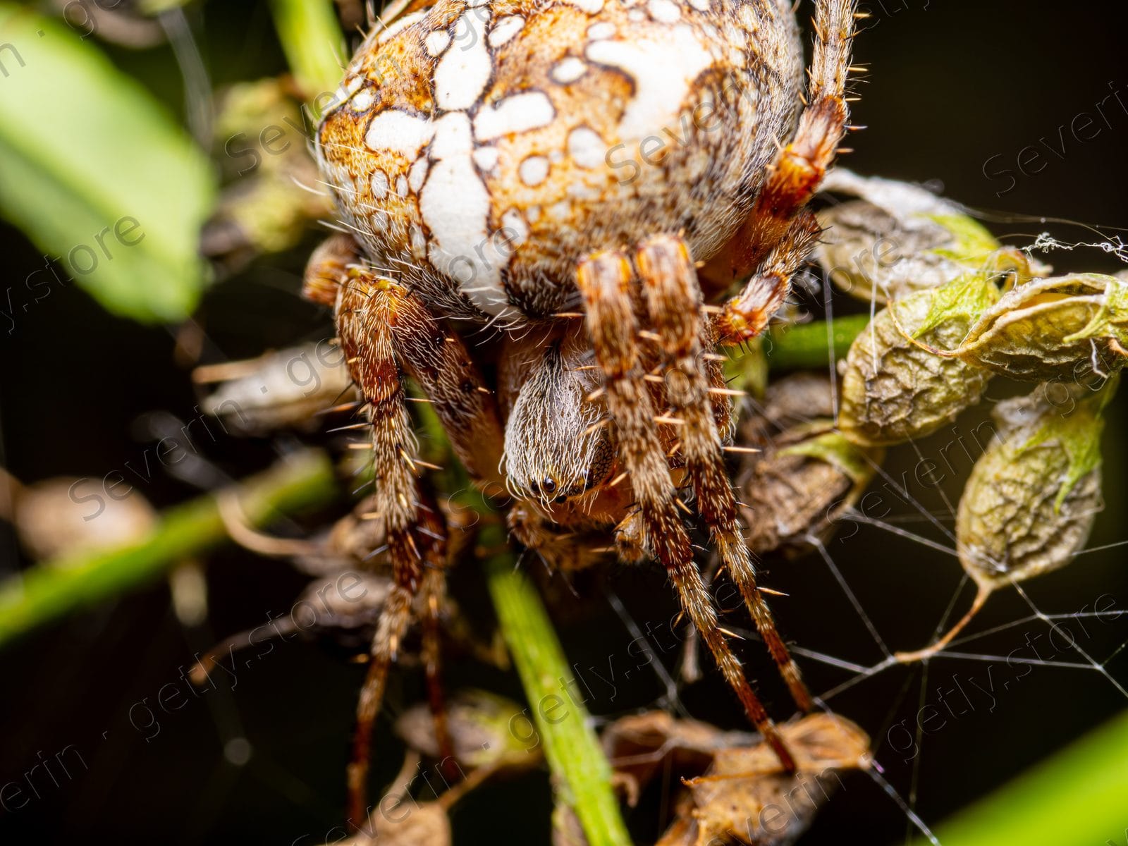 Cross orb-weaver spider hanging in its web