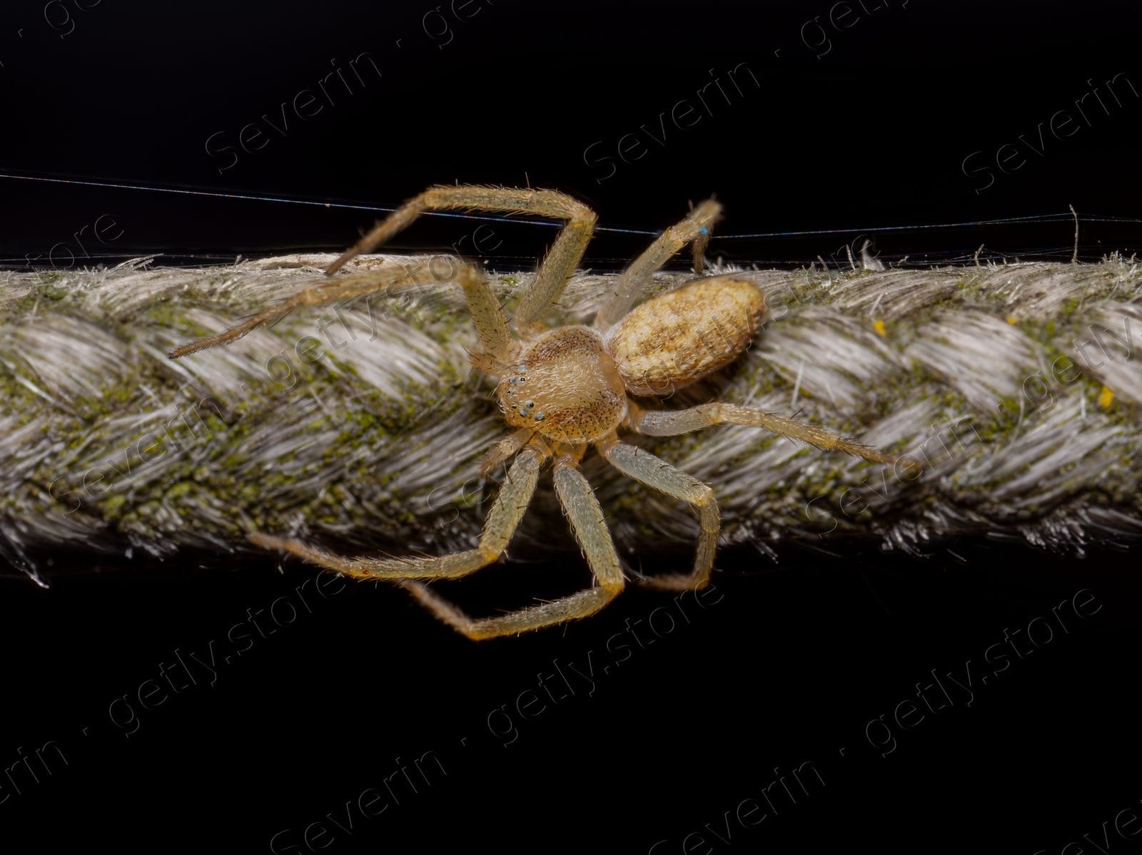 Tan spider on a natural fiber rope
