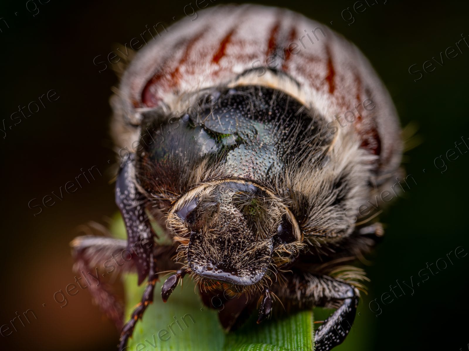 Head-on macro of a hairy scarab beetle